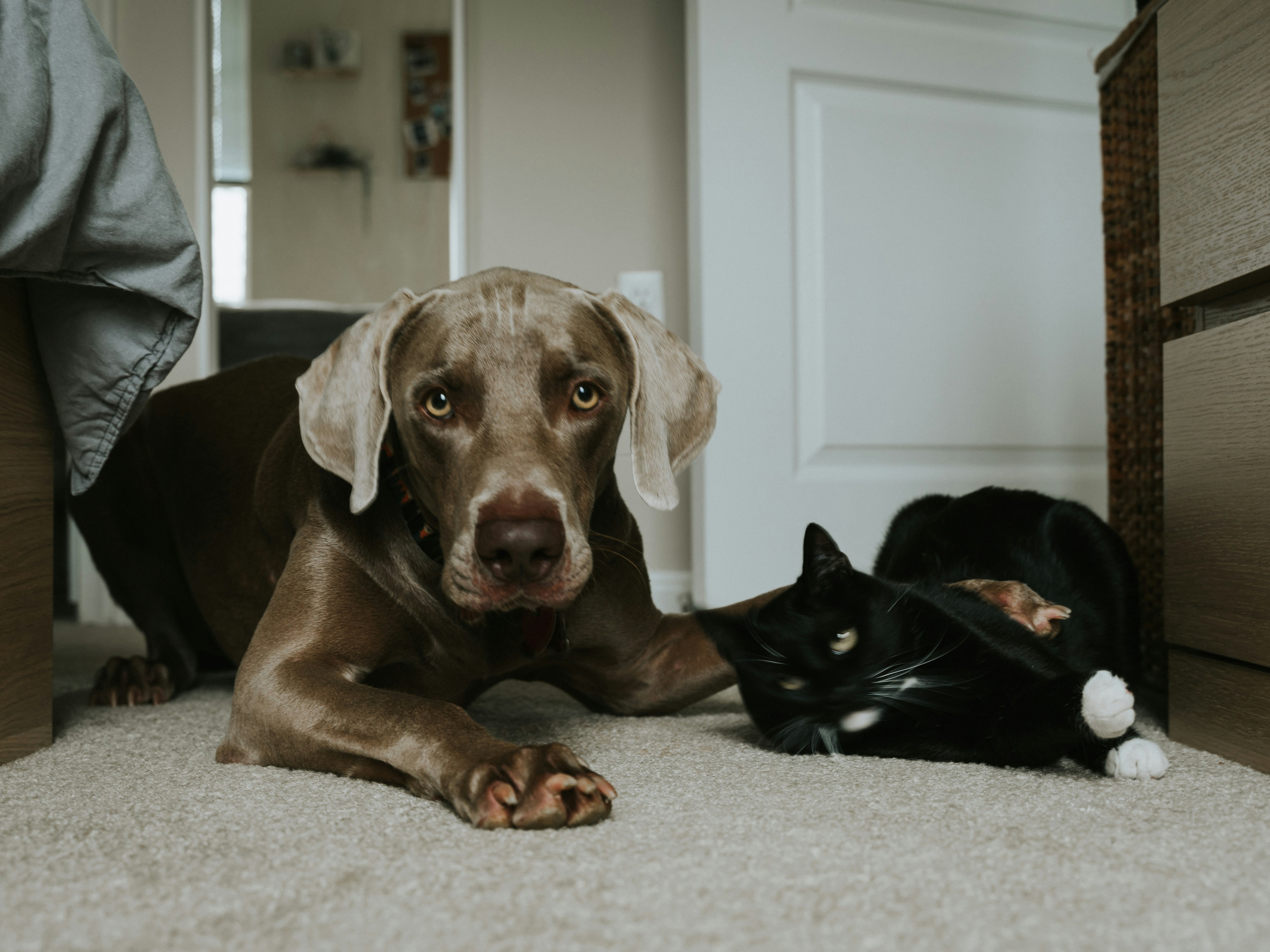 Relocating Your Pet to Germany: A Comprehensive Guide.